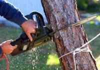 Tree Services Mornington Peninsula image 3